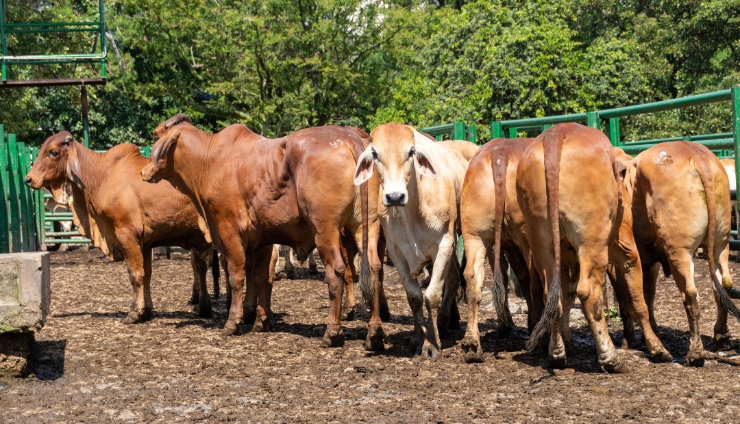 La reunión 51 de la Feria de Ganados de Medellín en la Central Ganadera se llevó a cabo el miércoles 24 de diciembre