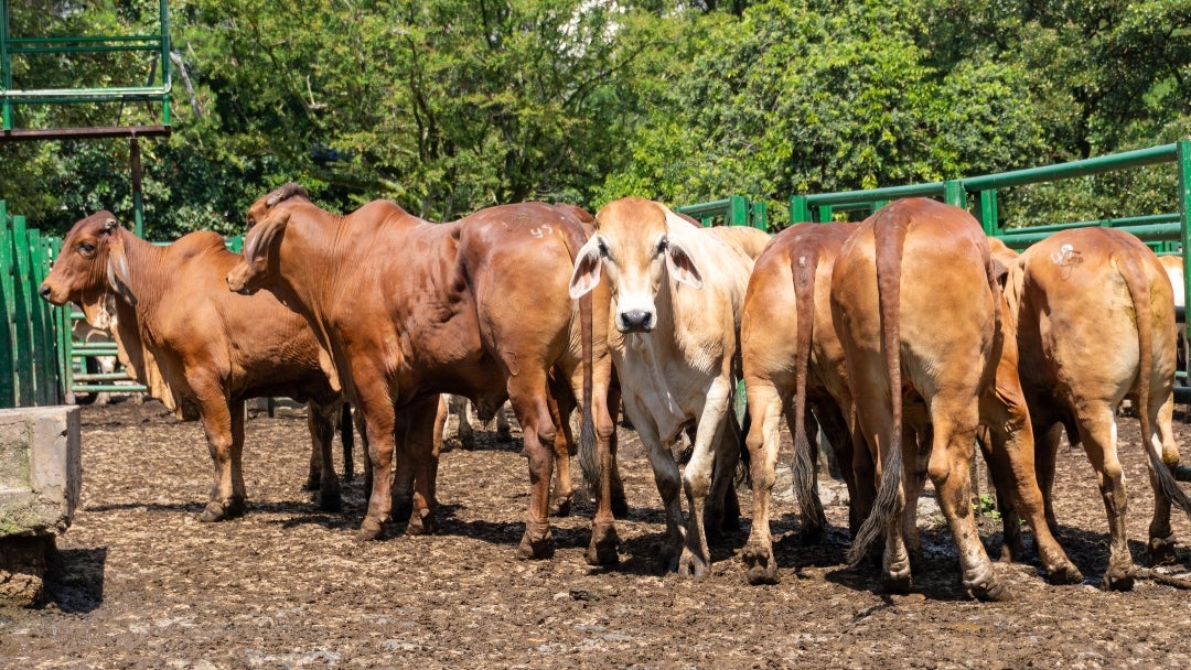 La reunión 51 de la Feria de Ganados de Medellín en la Central Ganadera se llevó a cabo el miércoles 24 de diciembre