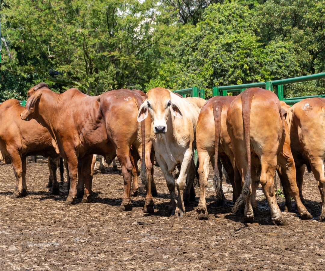 La reunión 51 de la Feria de Ganados de Medellín en la Central Ganadera se llevó a cabo el miércoles 24 de diciembre