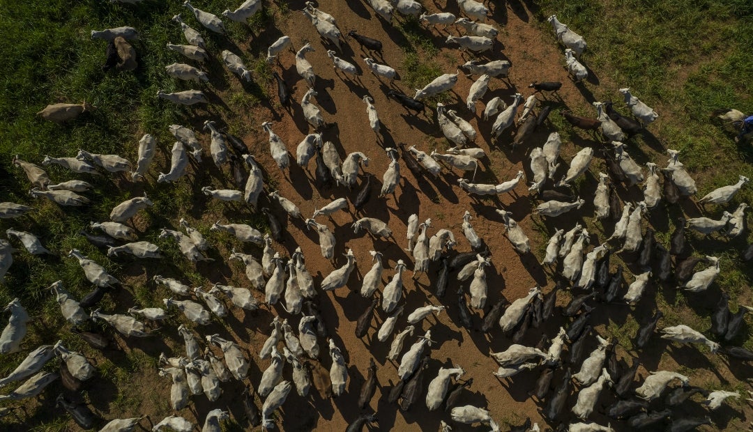 El aumento de los precios de los terneros en Brasil señala el inicio de una nueva etapa, en la que los ganaderos comienzan a retener hembras para reconstruir sus rebaños