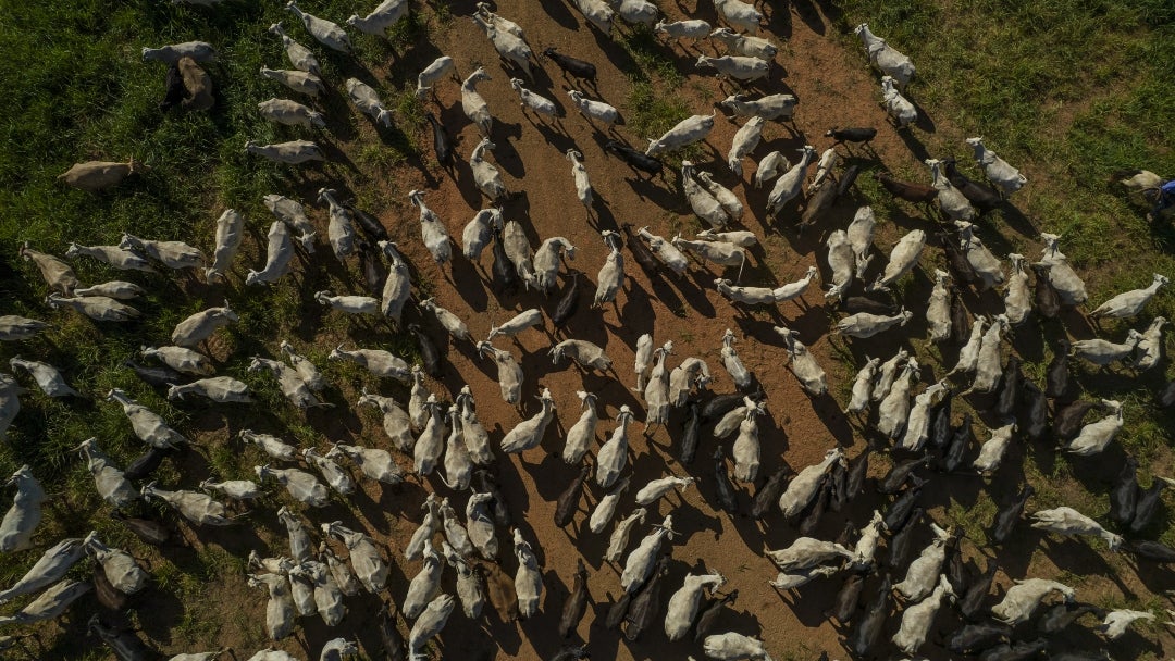 El aumento de los precios de los terneros en Brasil señala el inicio de una nueva etapa, en la que los ganaderos comienzan a retener hembras para reconstruir sus rebaños