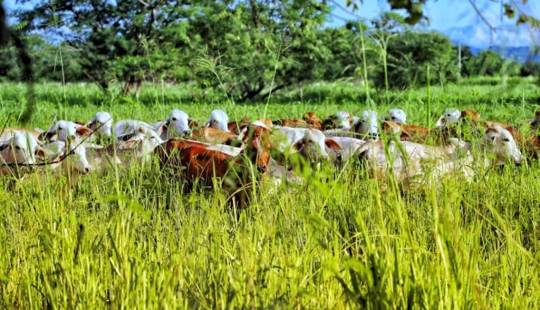 Fedegán y 50 empresas del sector han firmado Acuerdos Cero Deforestación, además de impulsar el proyecto de ley sobre ganadería sostenible