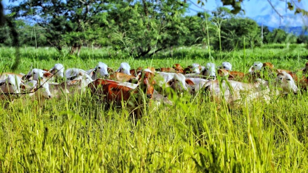 Fedegán y 50 empresas del sector han firmado Acuerdos Cero Deforestación, además de impulsar el proyecto de ley sobre ganadería sostenible