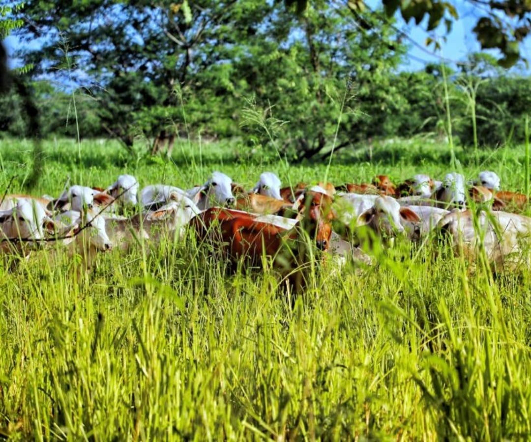 Fedegán y 50 empresas del sector han firmado Acuerdos Cero Deforestación, además de impulsar el proyecto de ley sobre ganadería sostenible