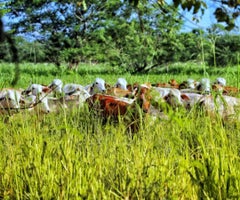 Fedegán y 50 empresas del sector han firmado Acuerdos Cero Deforestación, además de impulsar el proyecto de ley sobre ganadería sostenible Fedegán y 50 empresas del sector han firmado Acuerdos Cero Deforestación, además de impulsar el proyecto de ley sobre ganadería sostenible