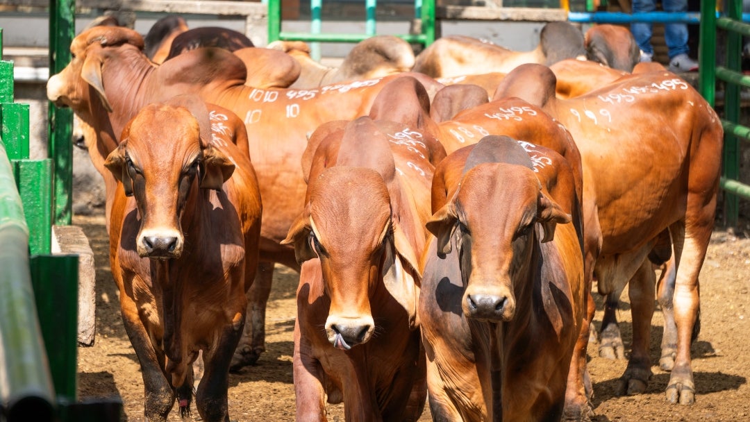 Durante esta semana no se realizó la Subasta Ganadera, la cual se retomará el próximo 6 de enero de 2026