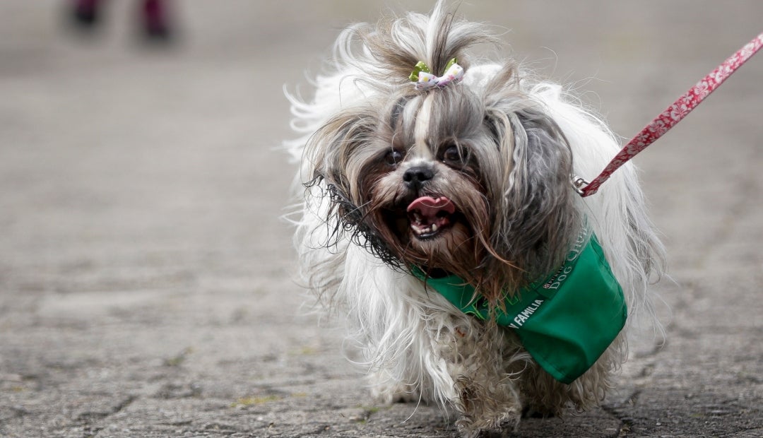 43% de los casos de mascotas afectadas en Navidad se reportaron en Suba, Kennedy y Engativá