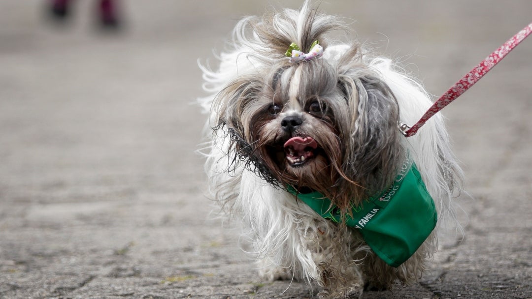 43% de los casos de mascotas afectadas en Navidad se reportaron en Suba, Kennedy y Engativá