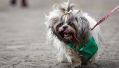 43% de los casos de mascotas afectadas en Navidad se reportaron en Suba, Kennedy y Engativá