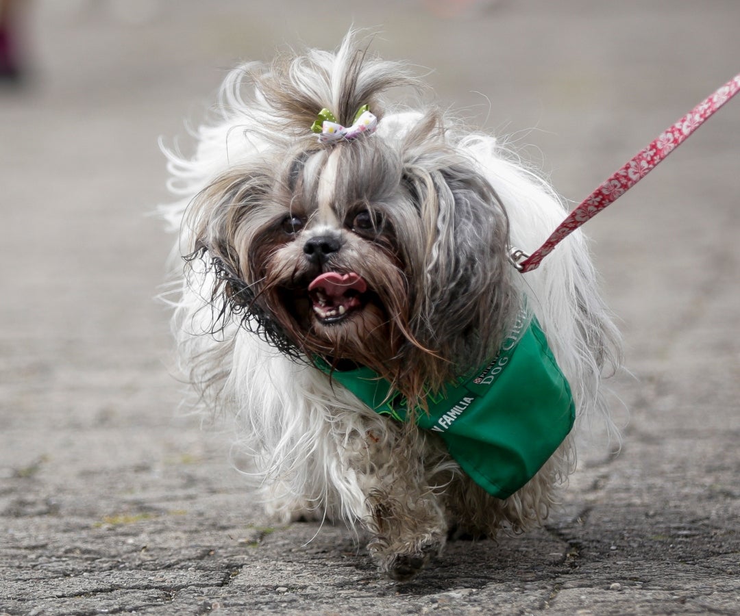 43% de los casos de mascotas afectadas en Navidad se reportaron en Suba, Kennedy y Engativá