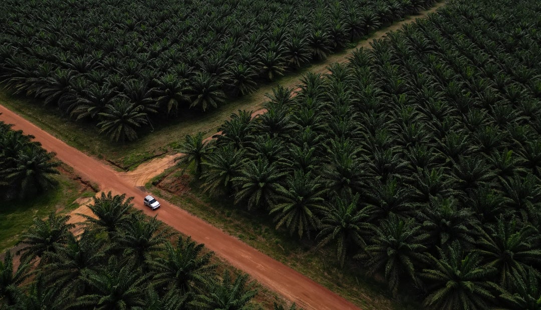 Se esperan compras a precios de ganga en la palma, ya que las compras durante la temporada festiva podrían mantenerse por debajo de US$986,68 por tonelada