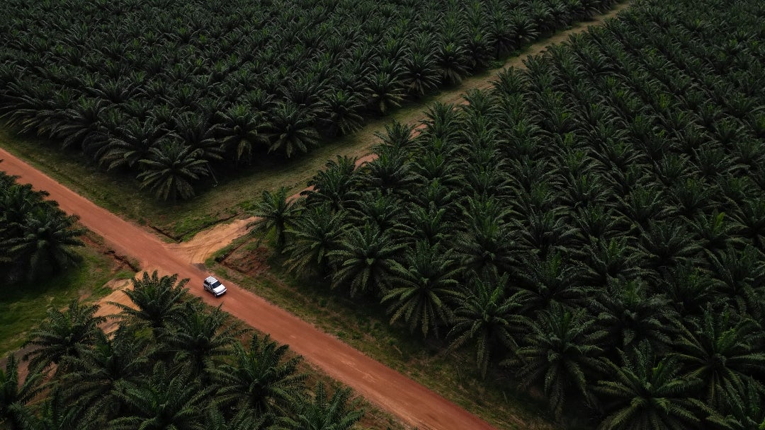 Se esperan compras a precios de ganga en la palma, ya que las compras durante la temporada festiva podrían mantenerse por debajo de US$986,68 por tonelada