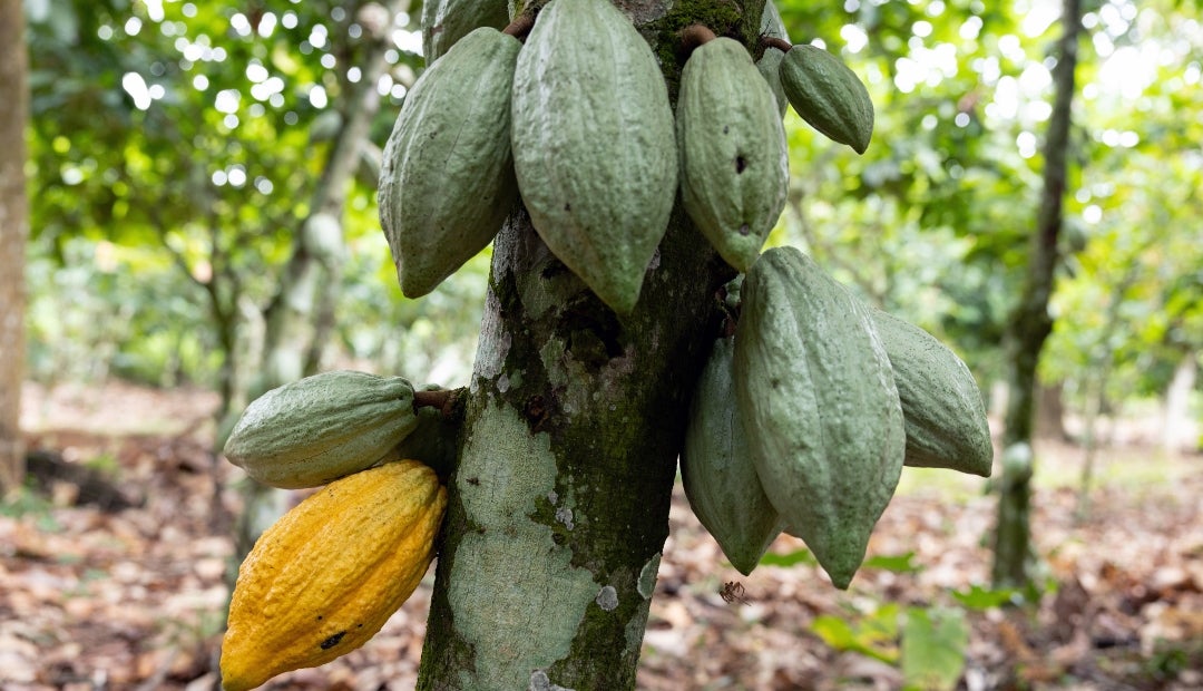 Se espera que la mejora del clima en Costa de Marfil impulse la cosecha de cacao de febrero-marzo