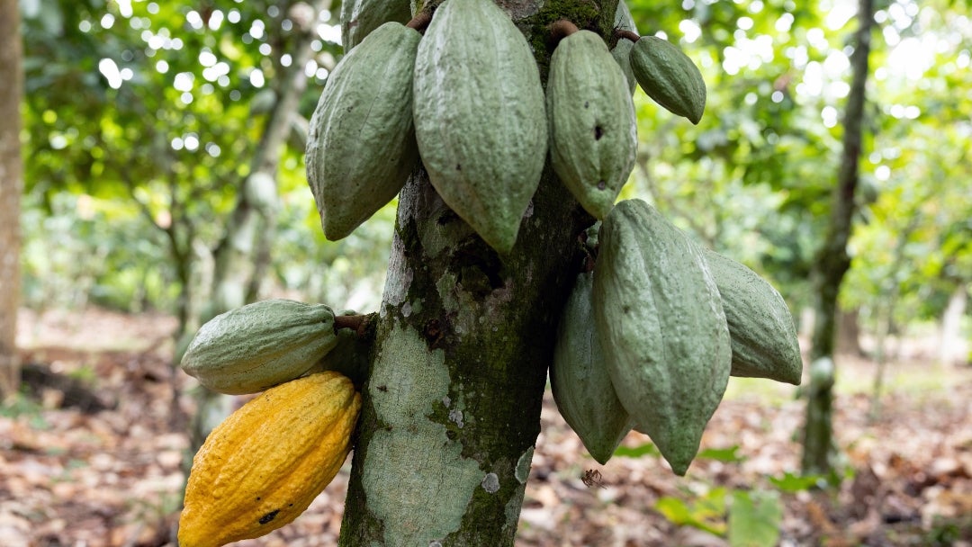 Se espera que la mejora del clima en Costa de Marfil impulse la cosecha de cacao de febrero-marzo