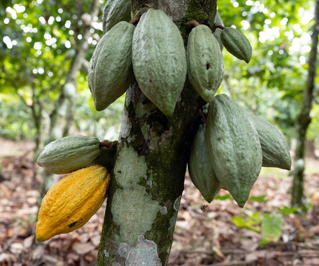 Se espera que la mejora del clima en Costa de Marfil impulse la cosecha de cacao de febrero-marzo
