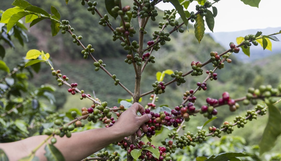 Cultivos de café en Huila