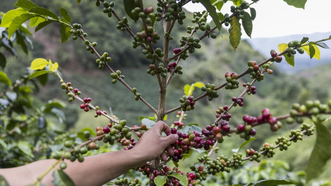 Cultivos de café en Huila