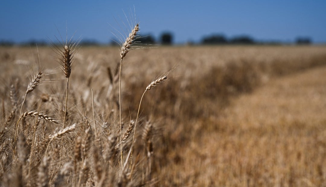 Cultivo de trigo