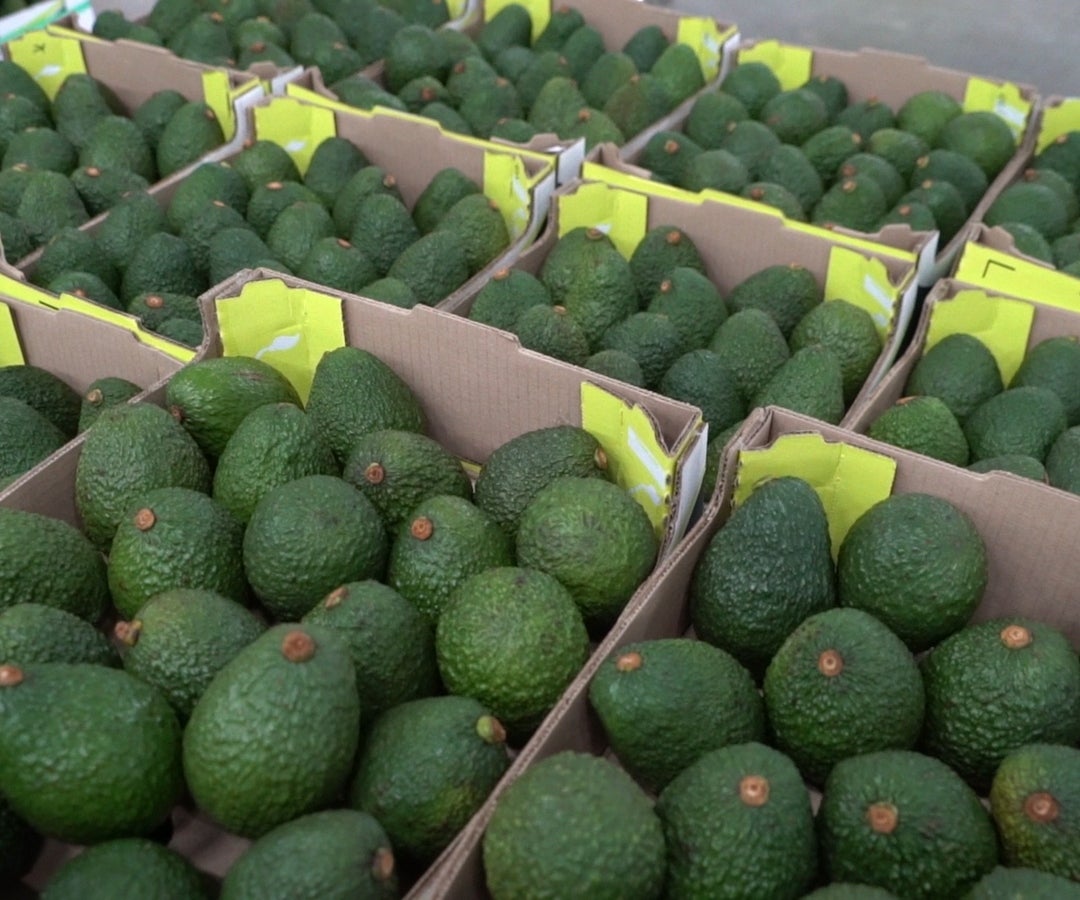 Uruguay autoriza el ingreso de aguacate Hass colombiano tras evaluación fitosanitaria