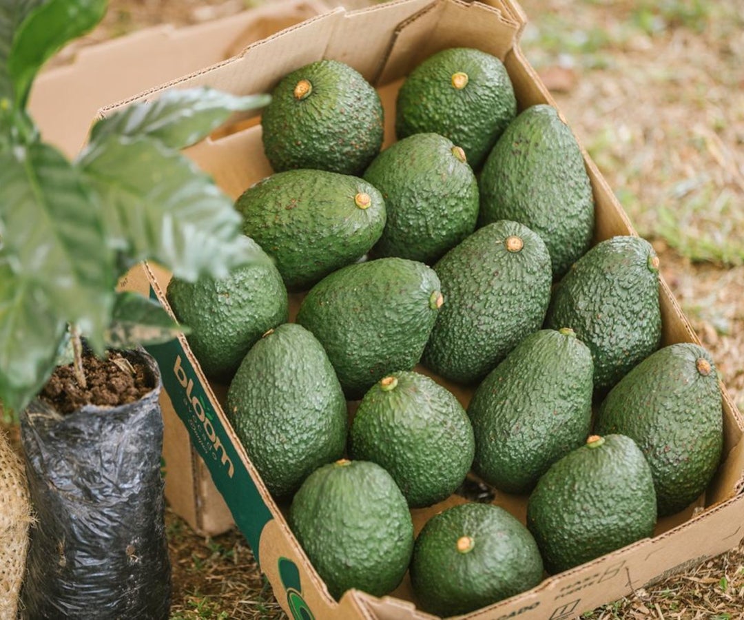 Entrada del aguacate Hass al mercado uruguayo