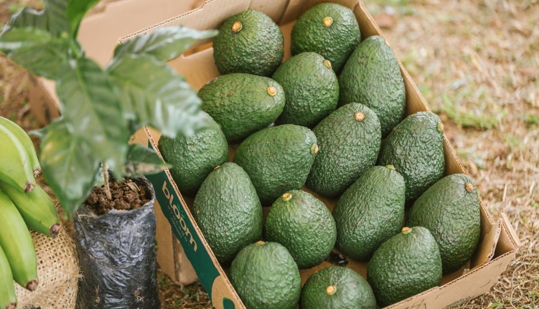 Aguacate Hass colombiano