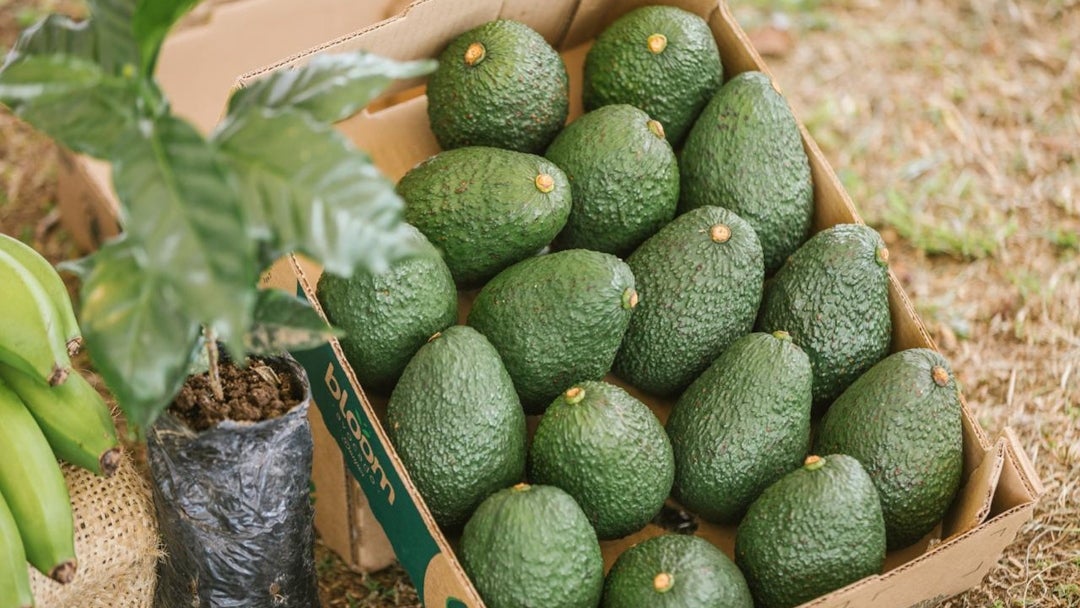 Aguacate Hass colombiano