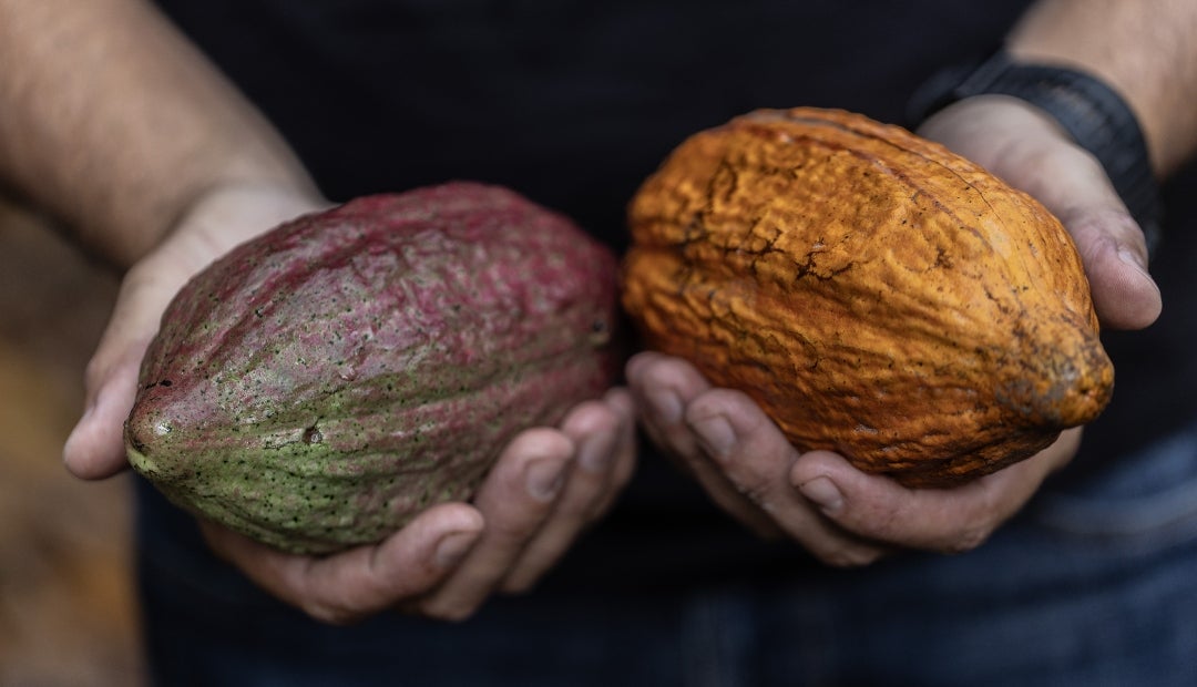 Cacao