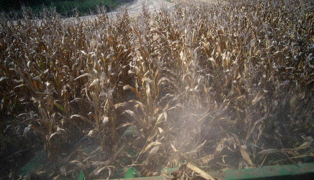 Cosecha de maíz en Dockery, Mississippi