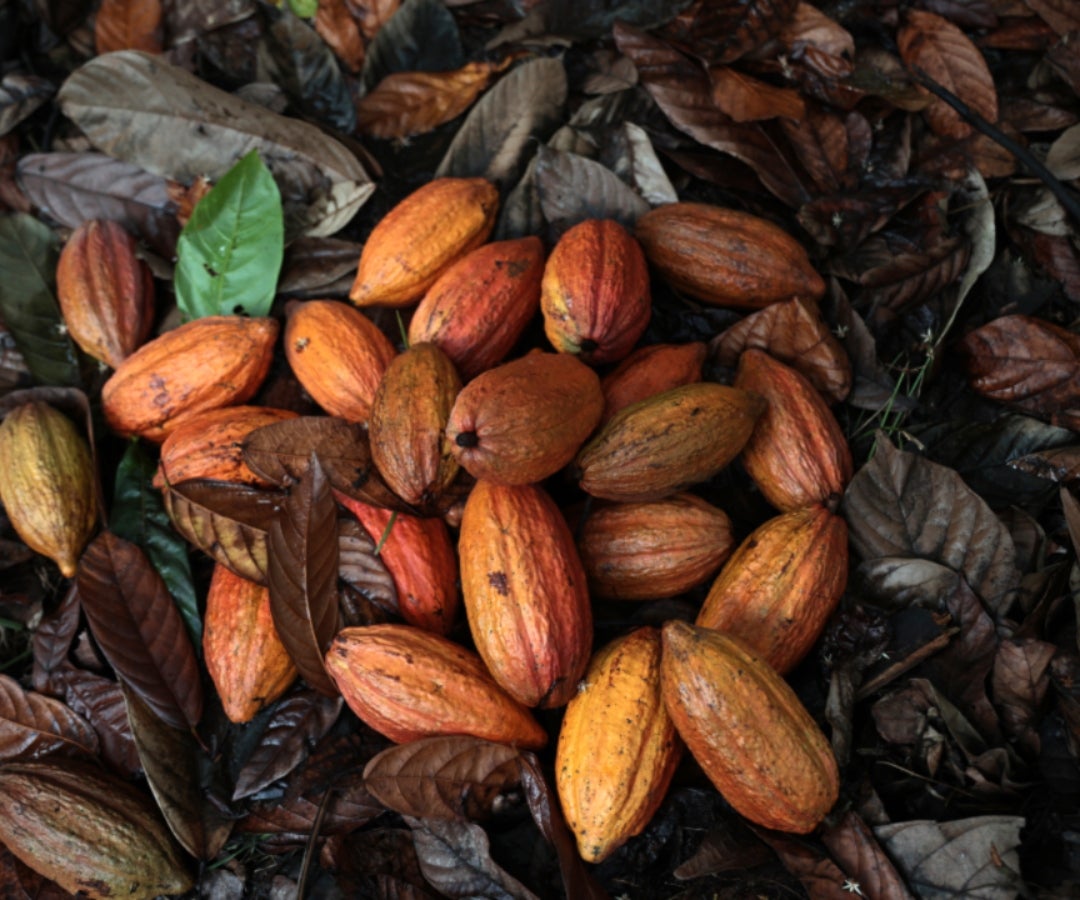 Cacao
