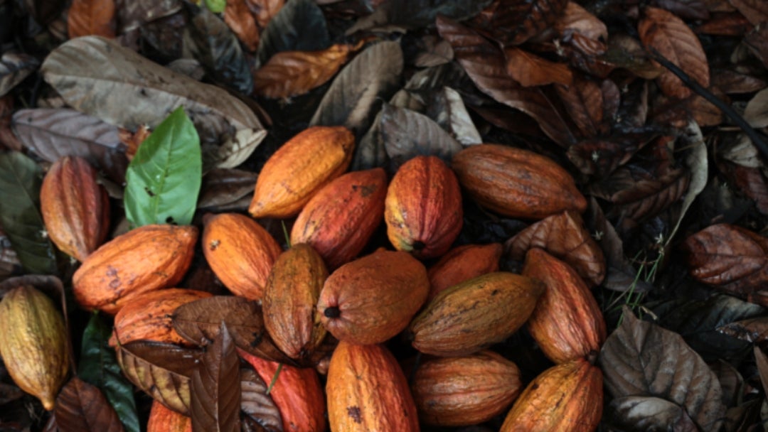 Cacao