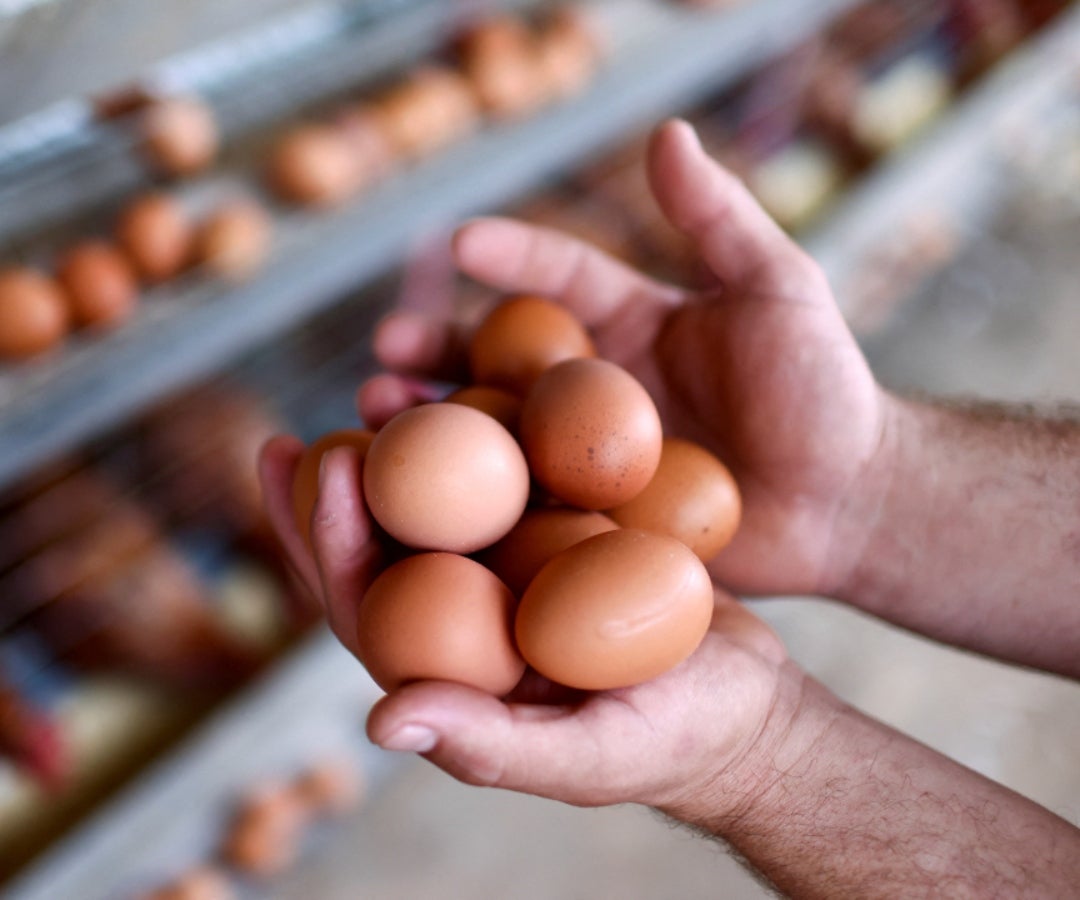 Producción de huevos