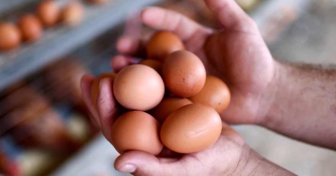 Con 10 millones de huevos represados, el sector avícola enfrenta retrasos en distribución