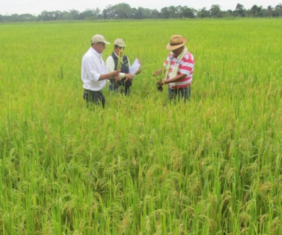 Cultivo de arroz