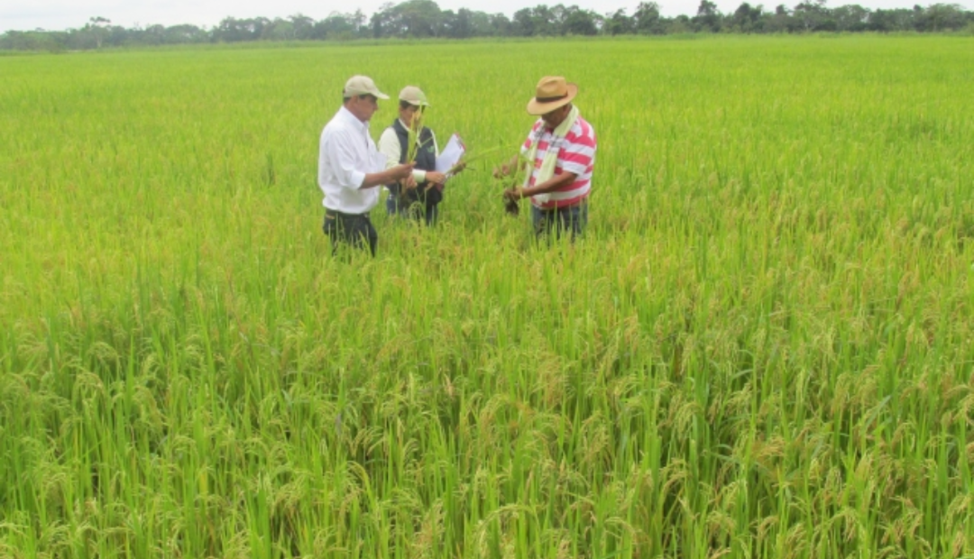 Cultivo de arroz