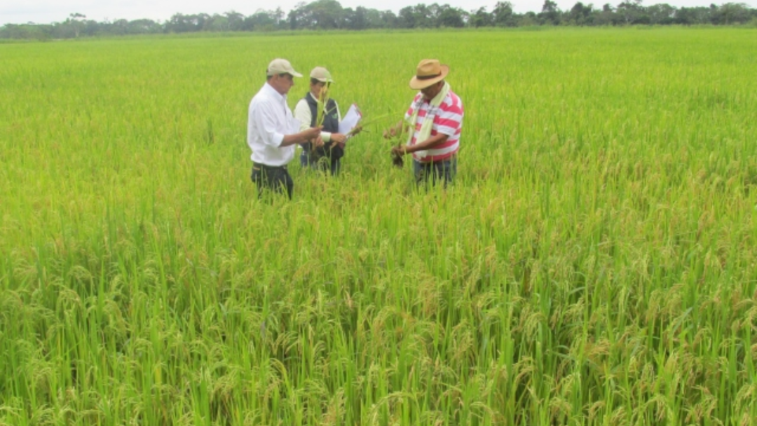 Cultivo de arroz