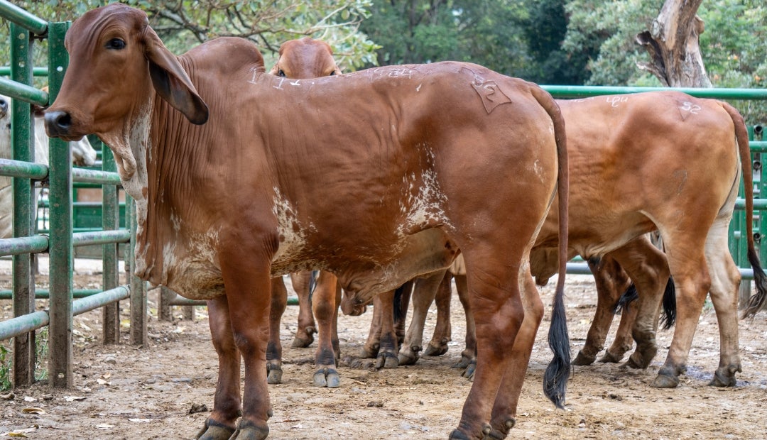 Ganado en subasta