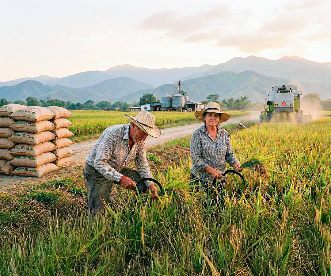 Retos detrás de la industria del arroz