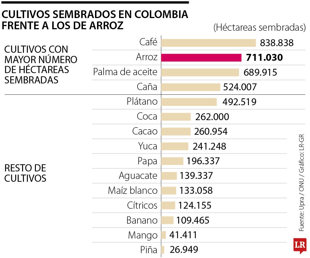 El arroz es el segundo cultivo más grande que tiene Colombia