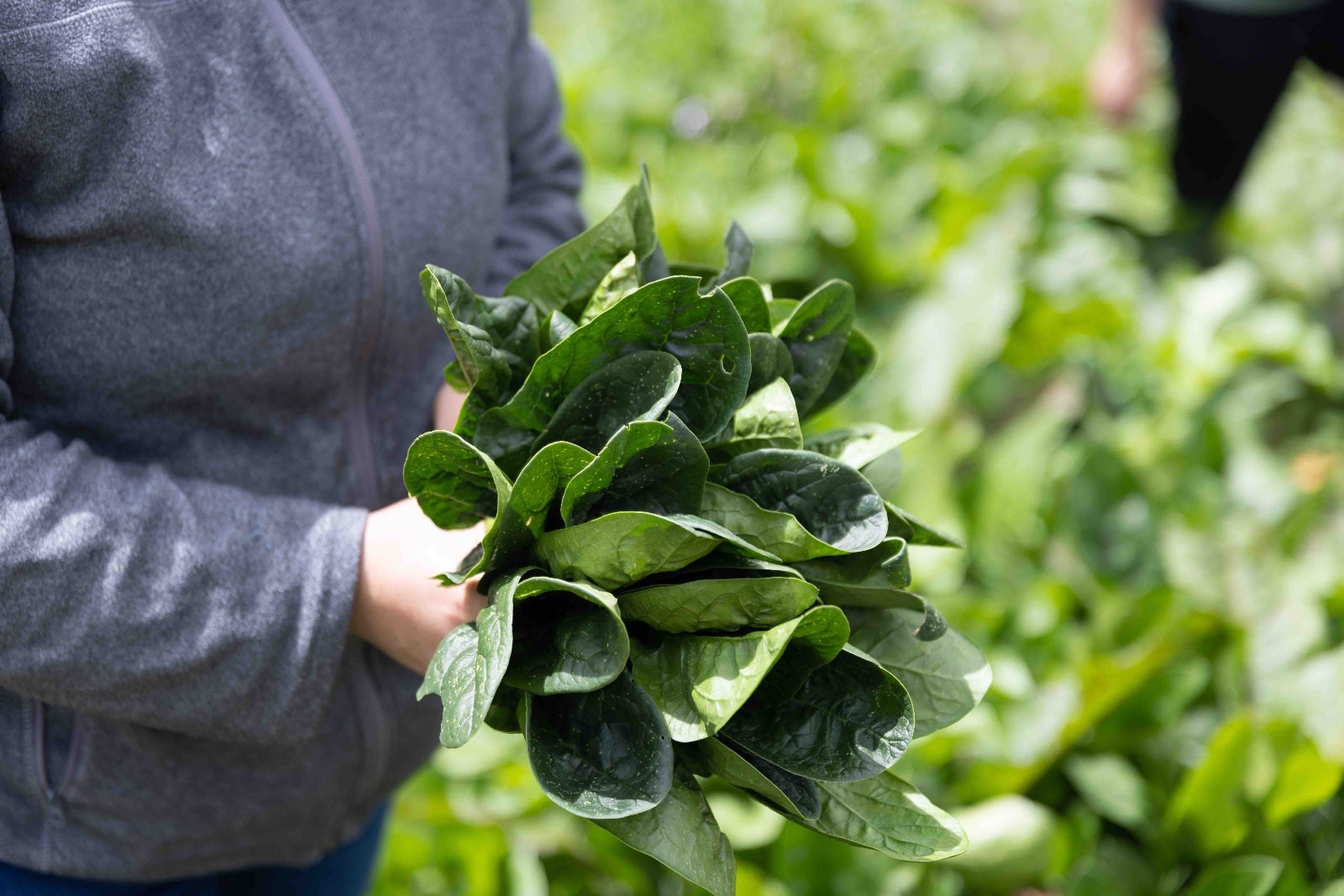 Cultivos de familia en zona rural