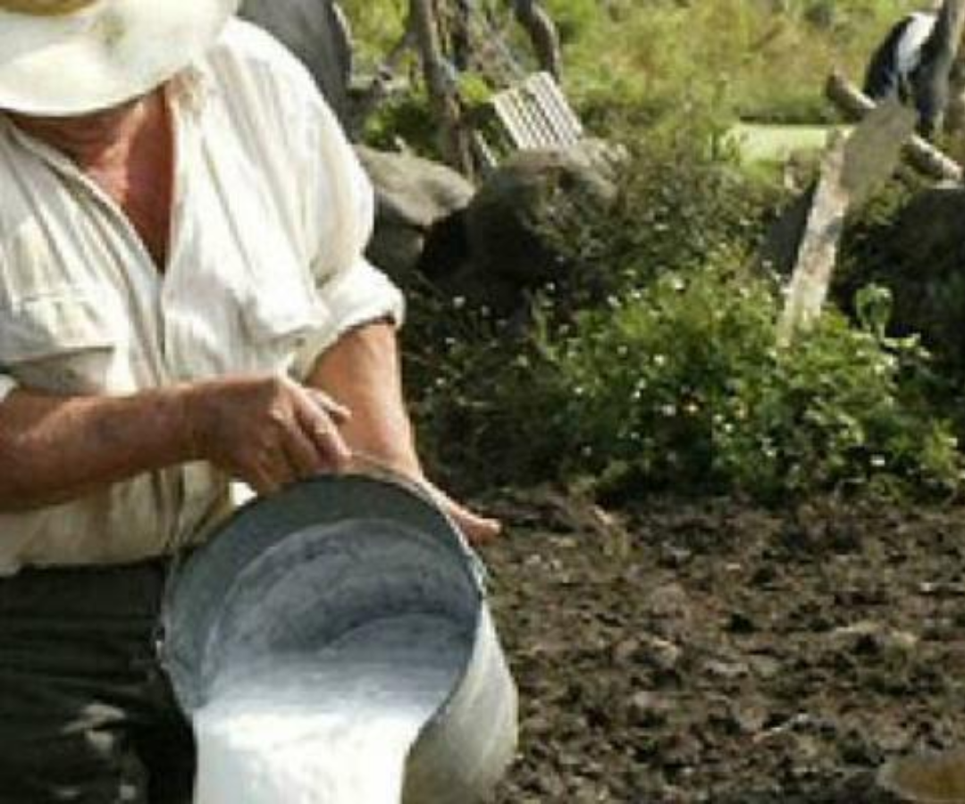 Producción de leche