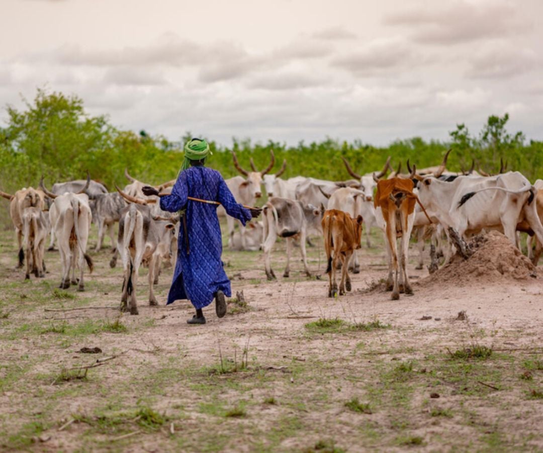 Los pastizales cubren aproximadamente la mitad de la superficie terrestre de la Tierra.