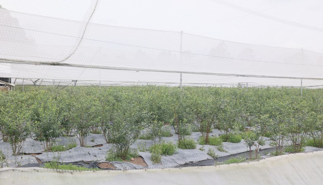 Cultivos de arándanos