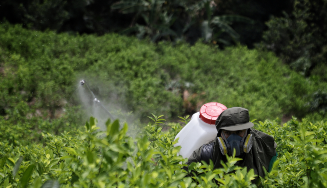 Cultivos de hoja de coca