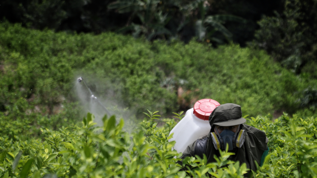 Cultivos de hoja de coca