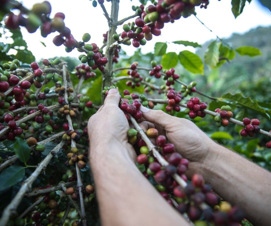 Las exportaciones de café de Honduras duplicaron su cifra interanual para enero