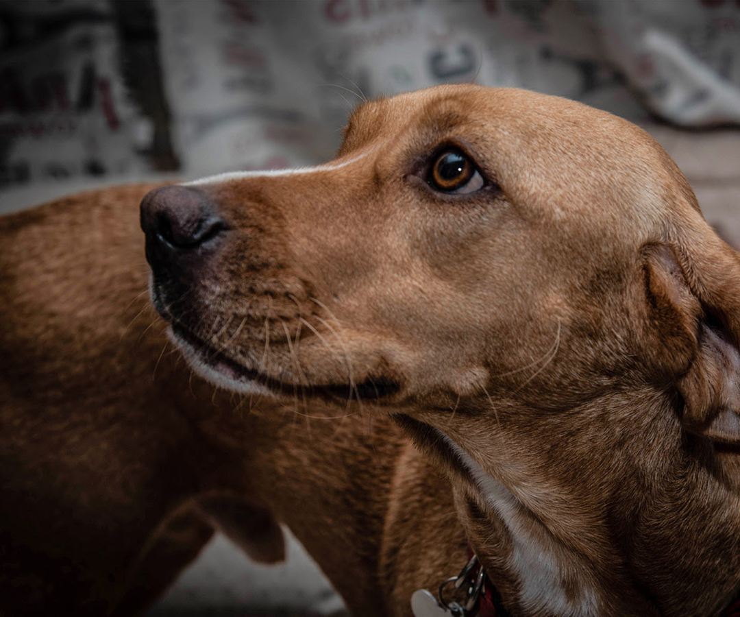 Perros de edades avanzadas necesitan mayor atención