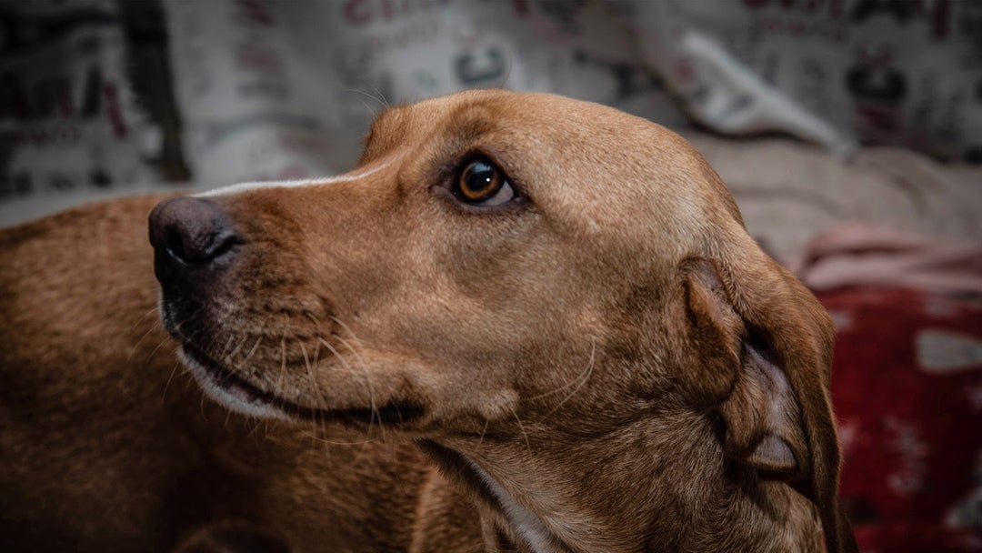 Perros de edades avanzadas necesitan mayor atención