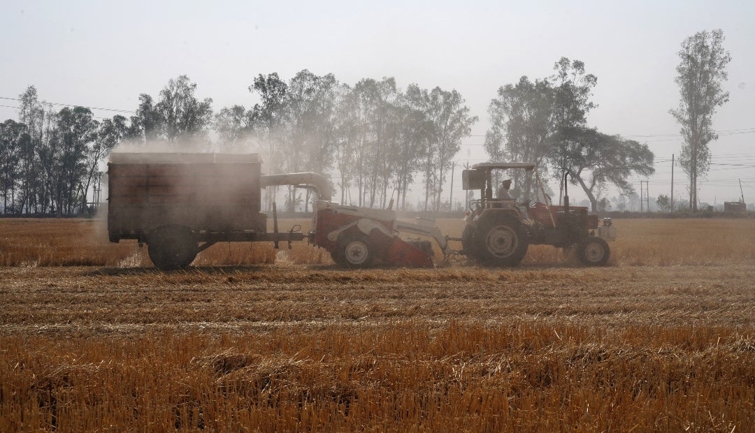 Un agricultor utiliza una segadora de paja para cortar paja de trigo