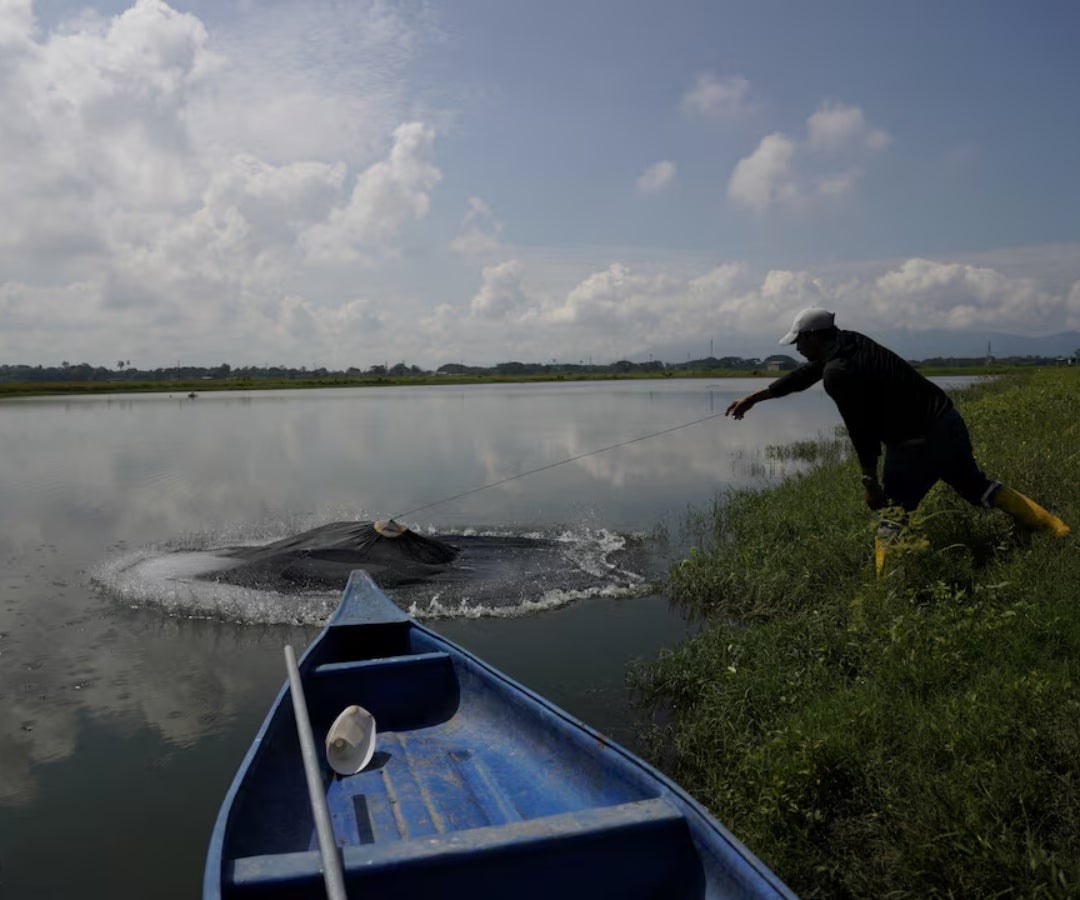 Las exportaciones de camarón ecuatoriano repuntan en ventas superando al petróleo