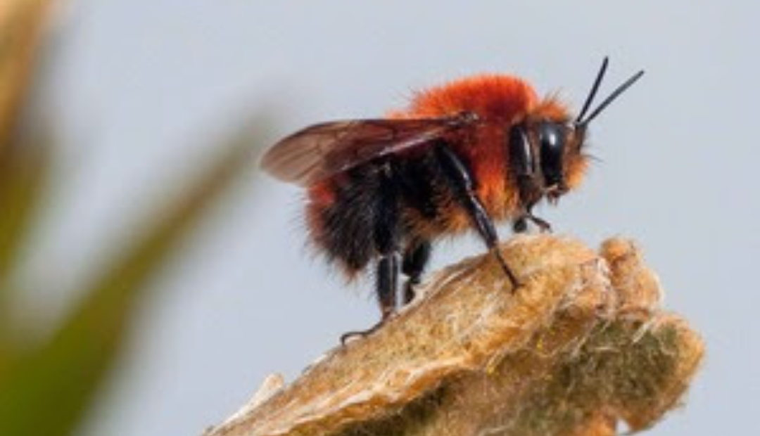 Abejas